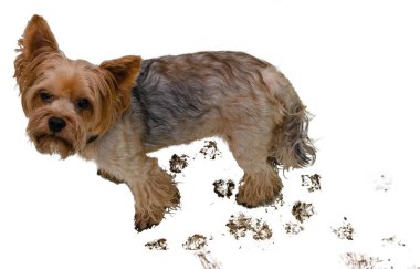 Beyaz bir arka plan üzerinde kirli pençeleri markalarıdır köpekle