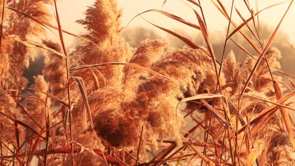 Hintergrund Aus Trockenem Schilf Sonnenuntergang Entwickelt Sich Licht Wind — Stockvideo