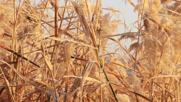 Background Dry Reeds Sunset Light Develops Wind — Stock Video