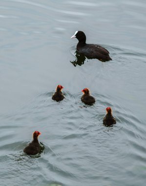 suda civcivile yüzen su kuşları