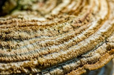 ağaç gövdesi üzerinde mantar Trametes versicolor doku detay