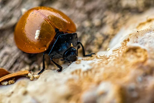 Ladybug Feeding Fungus Tree Trunk Macro Photography — Stock Photo, Image