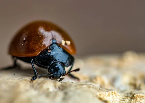 Lieveheersbeestje Voeden Schimmel Boomstam Macrofotografie — Stockfoto