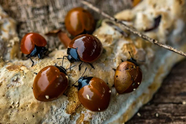 Ağaç gövdesi makro fotoğrafçılık mantar beslenen Ladybugs Grubu