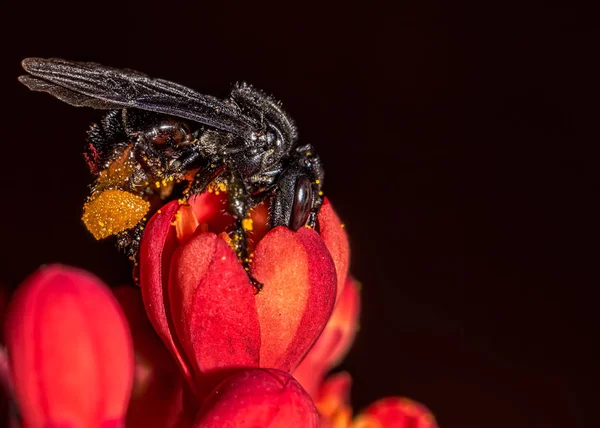 Biene Arapua Trigona Spinipes Bestäubende Blume Extreme Nahaufnahme Biene Trigona — Stockfoto