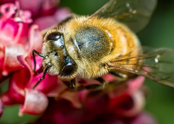 Včela Opylování Červené Květinové Fotografie — Stock fotografie