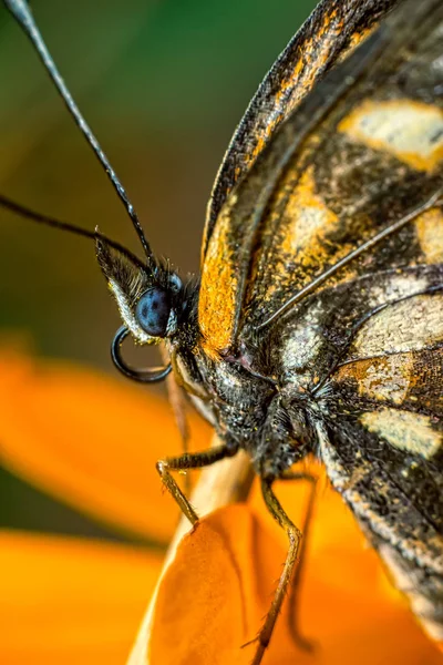 Πεταλούδα Ακραία Κοντινό Πλάνο Φωτογραφία Μακρο Φωτογραφία Της Πεταλούδας Κίτρινο — Φωτογραφία Αρχείου