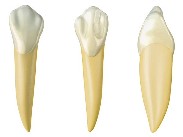 Diente Canino Mandibular Las Vistas Bucal Palatal Lateral Ilustración Realista — Foto de Stock