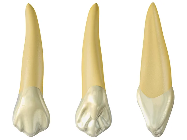 bukkal maksiller kan dişi, palatal ve lateral görünümler. Maksiller can diş gerçekçi 3d illüstrasyon.
