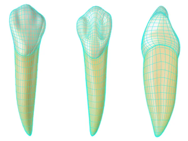 vestibüler içinde mandibular kantin diş, mavi neon tel çerçeve ile palatal ve lateral görünümleri diş sarma. Mavi tel ile mandibular canine diş Gerçekçi 3d illüstrasyon
