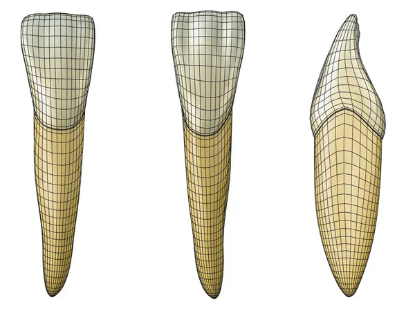 vestibüler mandibular merkezi kesici diş, siyah tel çerçeve ile palatal ve lateral görünümler diş sarma. Siyah tel ile mandibular merkezi kesici diş Gerçekçi 3d illüstrasyon.