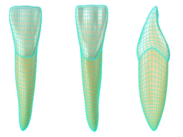 vestibüler mandibular merkezi kesici diş, mavi neon tel çerçeve ile palatal ve lateral görünümler diş sarma. Mavi tel ile mandibular merkezi kesici diş gerçekçi 3d illüstrasyon