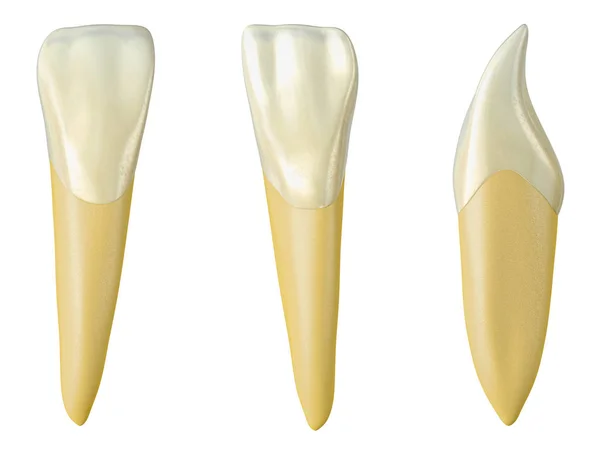 vestibüler mandibular lateral kesici diş, mavi neon tel çerçeve ile palatal ve lateral görünümler diş sarma. Mavi tel ile mandibular lateral kesici diş Gerçekçi 3d illüstrasyon