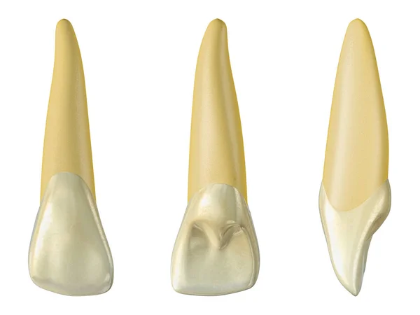 Diente incisivo lateral maxilar en las vistas bucal, palatal y lateral. Ilustración realista 3d del diente incisivo lateral maxilar . — Foto de Stock