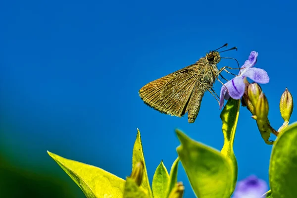 Σκώρος Λεπιδόπτερο Μωβ Λουλούδι Μπλε Ουρανό Στο Παρασκήνιο Μακρο Φωτογραφία — Φωτογραφία Αρχείου