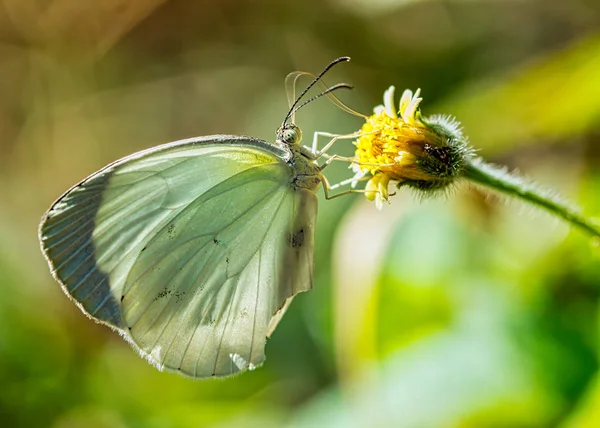 Πεταλούδα Λευκό Eurema Αλβουλα Λεπιδόπτερα Μικρό Κίτρινο Λουλούδι Θολή Φόντο — Φωτογραφία Αρχείου