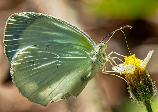 Πεταλούδα Λευκό Eurema Αλβουλα Λεπιδόπτερα Μικρό Κίτρινο Λουλούδι Θολή Φόντο — Φωτογραφία Αρχείου