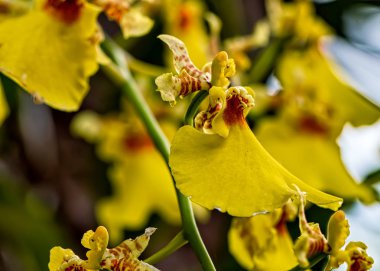 Orkide Oncidium Aloha Iwanaga sarı