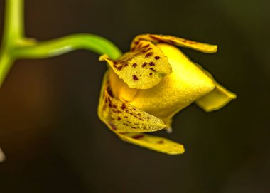 Orkide Oncidium Aloha Iwanaga sarı tomurcuk