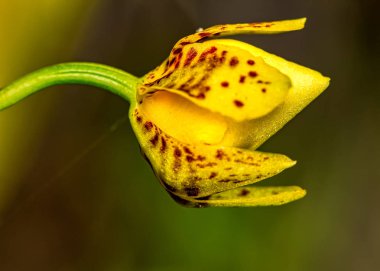 Orkide Oncidium Aloha Iwanaga sarı tomurcuk