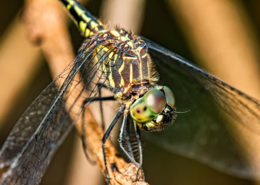 Dragonfly şube aşırı yakın - Şube üzerinde yusufçuk Makrofotoğrafçılık
