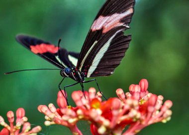 Kelebek üzerinde - Kelebek Heliconius erato phyllis çiçek Jatropha podagrica üzerinde