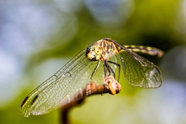 Dragonfly şube aşırı yakın - Şube üzerinde yusufçuk Makrofotoğrafçılık