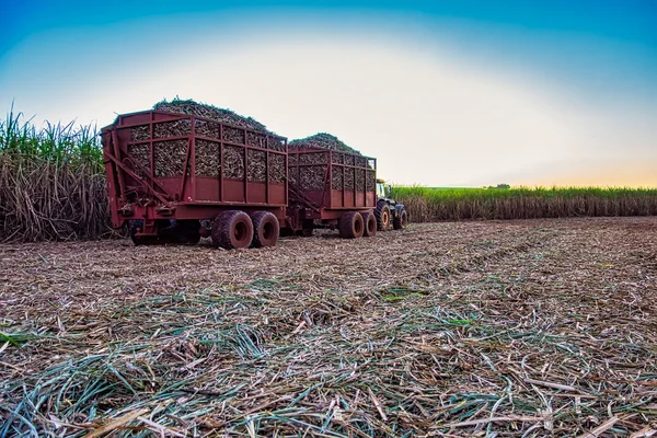 Suikerriet Veld Mechanisch Oogsten Met Een Trekker Die Oogst — Stockfoto