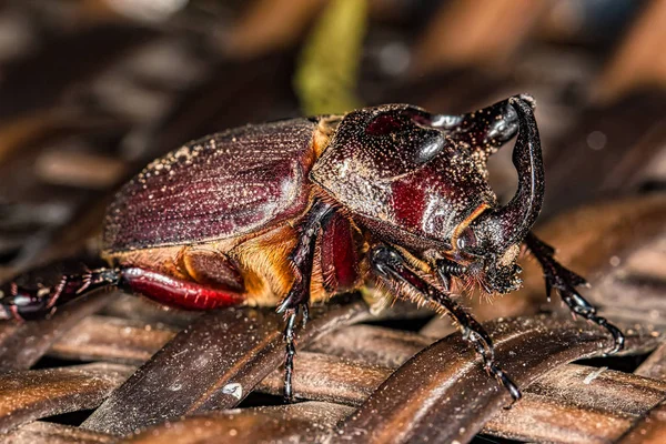 gergedan böceği - Oryctes nasicornis - aşırı yakın - Gergedan böceği Makro fotoğrafçılık 