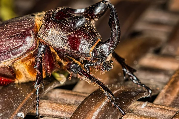 gergedan böceği - Oryctes nasicornis - aşırı yakın - Gergedan böceği Makro fotoğrafçılık 