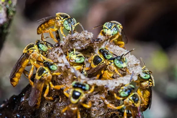 arı Tetragonisca angustula kolonimakro fotoğraf - Arı Jatai / Tetragonisca angustula