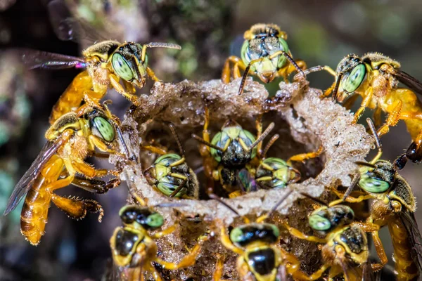 Bee Tetragonisca Angustula Kolonii Makro Zdjęcie Bee Jatai Tetragonisca Angustula — Zdjęcie stockowe