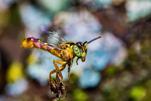 Pszczoła Tetragonisca Angustula Latające Makro Zdjęcie Bee Jatai Tetragonisca Angustula — Zdjęcie stockowe