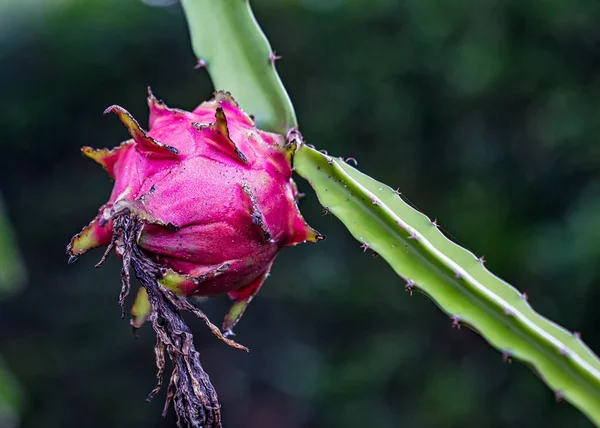 Dragon meyve / Brach üzerinde Pitaya meyve - Hylocereus costaricensis meyve dal 