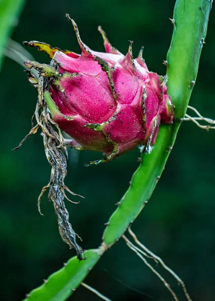 Dragon meyve / Brach üzerinde Pitaya meyve - Hylocereus costaricensis meyve dal 