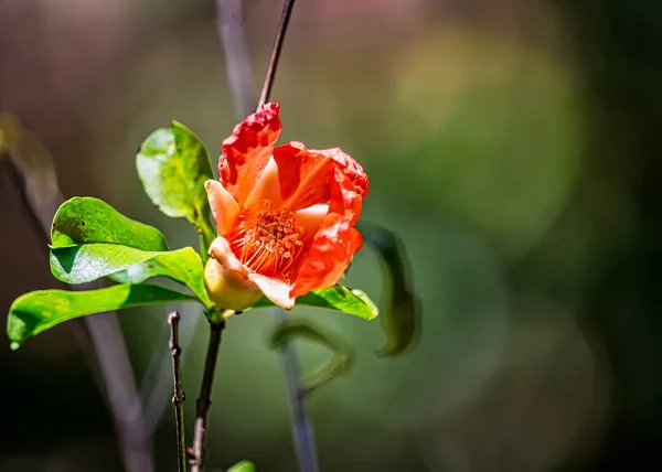 Pomegranate flower on branch with blurred green background