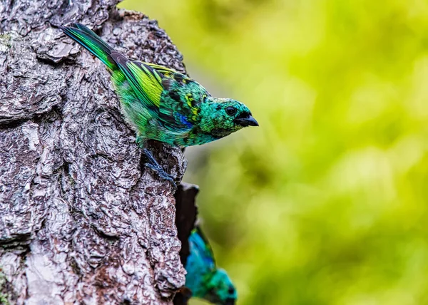 Tangara Seledon Sara Sete Cores Bird Trunk Typical Bird Atlantic — Stock Photo, Image