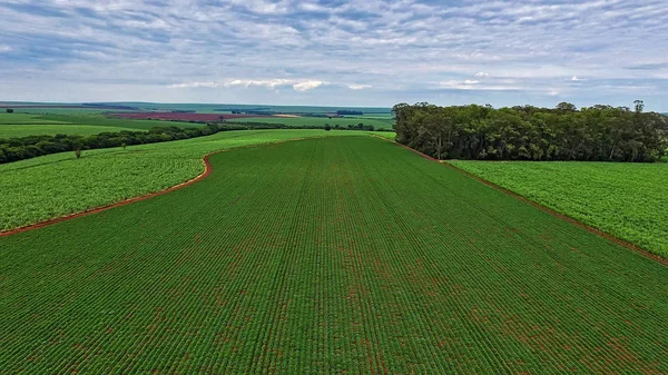 Plantation Arachides Parmi Plantation Canne Sucre Sao Paulo Brésil Vue — Photo