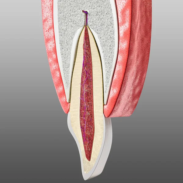 diş ve periodontium anatomisi. Diş dokusunu ve periodontal dokuları oluşturan anatomik yapıları gösteren kesitsel insan merkezi kesici diş eti. Infographic, 3d illüstrasyon