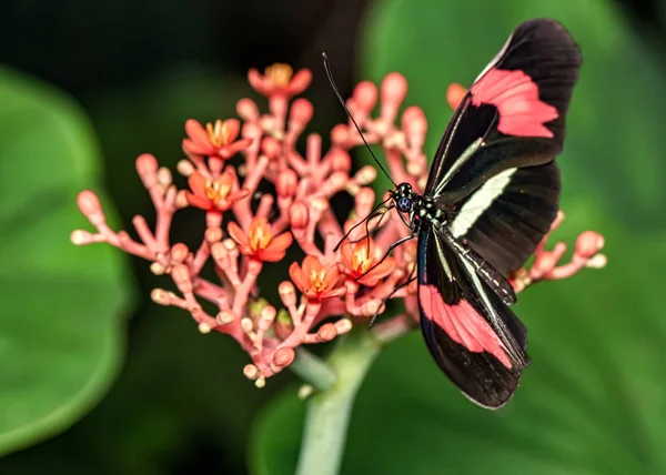 Πεταλούδα Στην Πεταλούδα Του Χελωδιού Ερατώ Φίλις Στο Λουλούδι Τζατρόφα — Φωτογραφία Αρχείου