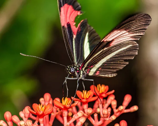 Mariposa Mariposa Heliconius Erato Phyllis Flor Jatropha Podagrica — Foto de Stock