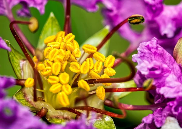 Stamen ve çiçek demetleri yakından - Macro fotoğraf stamens ve çiçek desenleri ayrıntılı olarak