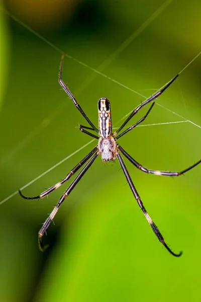 Spinne Netz Aus Nächster Nähe Makrofotografie Von Spinnen Netz — Stockfoto