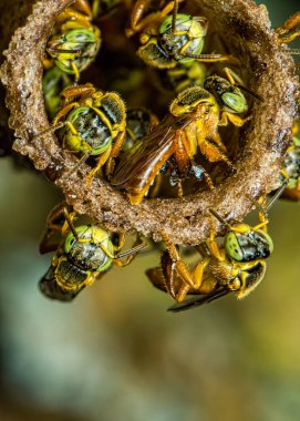 arı Tetragonisca angustula kolonimakro fotoğraf - Arı Jatai / Tetragonisca angustula