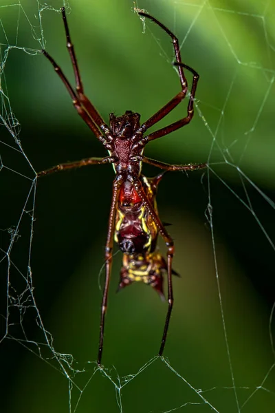 Aranha Alongada Com Chifres Abdômen Teia Aranha Micrathena Gracilis — Fotografia de Stock