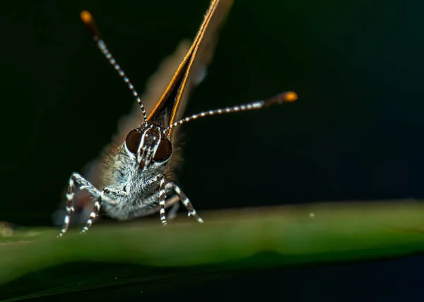 Makrofotografie Eines Schmetterlings Auf Einem Blatt Der Frontansicht — Stockfoto