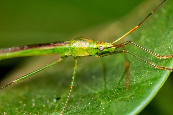 Makrofotografie Von Grünen Und Länglichen Insekten Auf Einem Blatt — Stockfoto