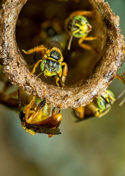 Bee Tetragonisca Angustula Kolonie Macro Foto Bee Jatai Tetragonisca Angustula — Stockfoto