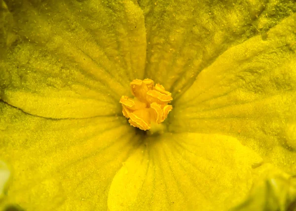 Petite Fleur Jaune Luffa Acuntangulla Gros Plan — Photo