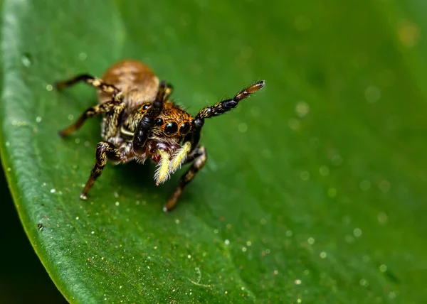 Springende Spinne Auf Blatt Extreme Nahaufnahme Makrofotografie Springender Spinne Auf — Stockfoto